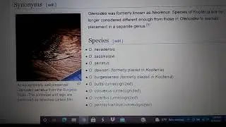 Cambrian profile olenoides