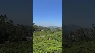 tea plantation #munnar #kerala #travel #india #youtubeshorts #nature #youtube