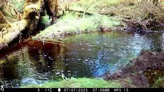 Roe Deer Doe And Buck Grazing By The Burn At Different Times Isle of Skye