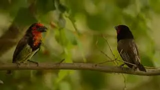 The Call of the Black-collared Barbet
