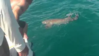 Seansk wants to hug a nurse shark... Listen