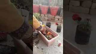 Kitchen waste se bnayi khaad or genda ka podha ugana #gardeningtips #decomposition #marigoldflower