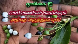 நெற்பவளம்|coix lacryma jobi|job's tears|கனகமணி|காக்கைப்பளிங்கு|அலசல் மூலிகை|Alasal Herbal