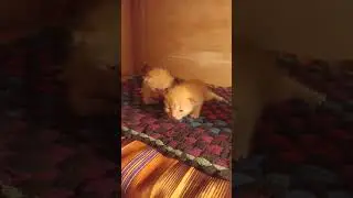 Anak Kucing Persia Umur 14 Hari