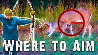 Where to Aim: Archery Hunting | Make Every Shot Count