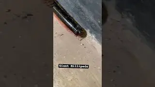 Giant Millipede crawling #nature #creature