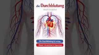 Heart Anatomy in German 🇩🇪 | Medical Vocabulary A1&ndash;A2 #HeartAnatomy #MedicalGerman #GermanVocabulary