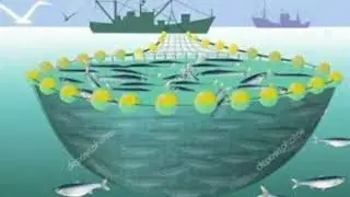 Alat Tangkap Pukat Cincin (Purse Seine) | Rizkyah Nurainun