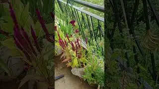 #FloralWonderland #Nature'sBeauty# shorts