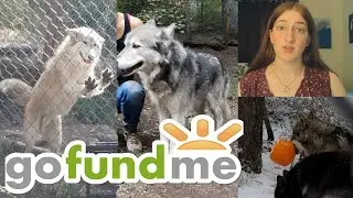 Help Me Help Out the W.O.L.F. Sanctuary! | OtterVlog 8.19.20