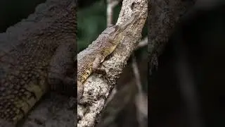 Gabon | Libreville | 🇬🇦🇬🇦 Travel Tourism