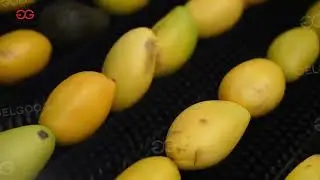 Mango Washing Line/Fruit waxing line/fruit drying line/fruit grading machine/Mango washing grading
