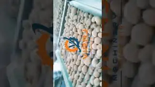 Potato Grading Machine