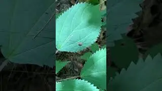 Giant spider next to small creek #spider #creek #big #shorts #nature