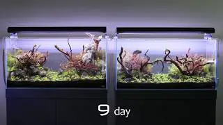Twinstar NANO Side by Side Continuous shooting for 35 days