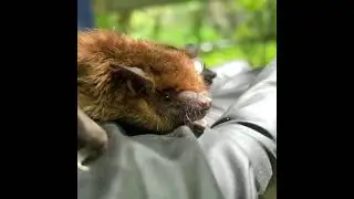 We almost never get big brown bats. So a pup is cause for celebration!