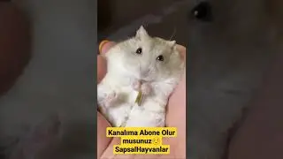 #87 #hayvanlar #hayvanlaralemi #kedik&ouml;pek  #kedi #k&ouml;pek #sevimlihayvanlar #evcilhayvanlar