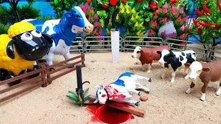 QEENAN ANGKUT SAPI QURBAN IDHULADHA ,PEMBERIAN PAKAN SAPI  @Mr.COWSTORY