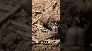 kumbang Tinja #kumbangjati #kumbangbadak #kumbhrashi #short