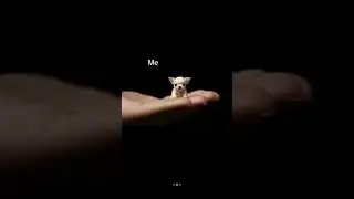#2024 #stories #song #dog #treandingvlogs #puppy #love #singer #vlogervideo #music