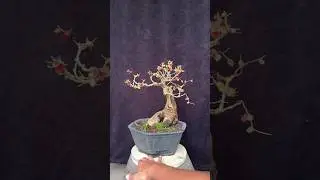 How to Make a Bonsai by jaber_bonsai #bonsai #shorts