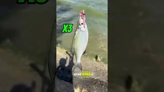 Alg&uacute;n d&iacute;a 🎣🦈 #espa&ntilde;a #pesca #pescadeportiva #peces #viral