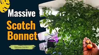 Overwintering a Giant Scotch Bonnet Pepper Plant + Harvest