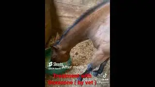 My QH had heaves, (recurrent airway obstruction, COPD) #copd #horse #QH #oldgirl #heaves #fyp