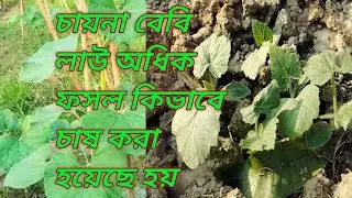 অল্প দিনের লাউ ফসল চাষ #bottle gourd#dailyvlog #farming #gardening #comment #garden #agriculture 