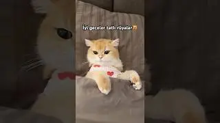 #shorts #love #kedi #cat #sevgi #aşk #cad #cute #funny #pets #animals #kitten #baby #viral #kediler