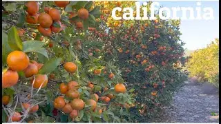🍊Citricos del valle central+California #usa #california @LasMixtecas
