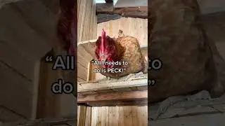 Lemonade loves trading pets for treats! #fok #chickenkeeping