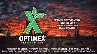 mesa rodent control Cheapest mesa rodent control