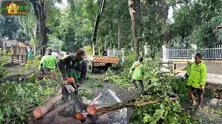 Densely crawling Roads closed! Woodcutter skills Techniques felling large trees on the road