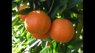 CA Citrus Mutual Works Aggressively to Protect Growers in the Industry