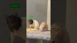 типичное поведение крысы 🫧