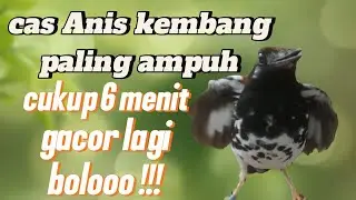 Pancingan Anis kembang kembang betina || Cas Anis kembang betina birahi