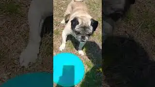 Trying out the new flying disc #pugs