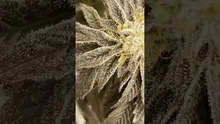 Черный тунец Меренгон, 8-я неделя цветения