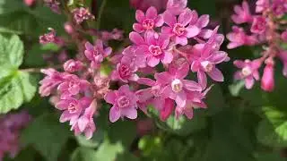 Flowering currant (Ribes sanguineum) - flowers - April 2025