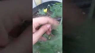 Got lots of karelas in one small plant only 😲👍🙏😊👺