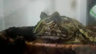 Pacman Frog Preparing to Shed