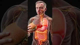 What Happens to a Burger in Your Body? | 3D Human Digestive System Animation