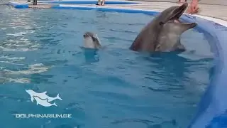 Watch as Newborn Dolphin Jumps Out of Water While Swimming With Mom