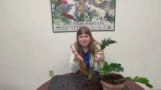ZZ Plant