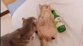Котёнок, заснувший, как пьяный, был таким милым.