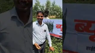 #VIDEO TESTOMONIAL #HOT PEPPER BEAUTY #UTTAR PRADESH #V2#KAVERI SEED COMPANY LIMITED.