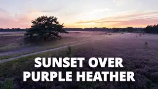 Enchanting Sunset Over Purple Heather Fields | Aerial Drone Cinematic