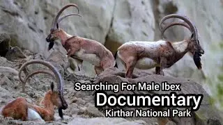 searching for male ibex | Documentary | Kirthar National Park | Sindh Pakistan