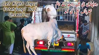 Angry Fatehjangi Bull Unloading Qurbani Bakra Eid Rawalpindi